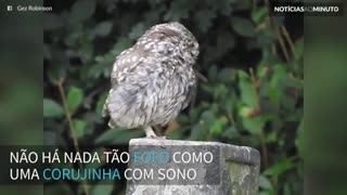 Filhote de coruja boceja de sono em momento adorável