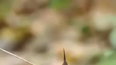 Hummingbird Mating Dance