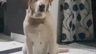 Cute dog is trying to keep his eyes open while waiting for the food.