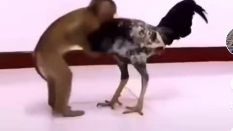 Monkey and dicky fight