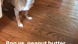 Brown puppy eating peanut butter and making funny face