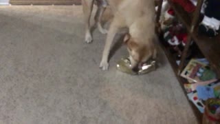 Dogs opening Christmas presents