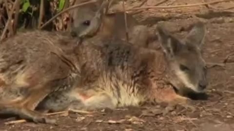 Incredible Moment: Wallaby Joey Explores the World Beyond Its Mom's Pouch!