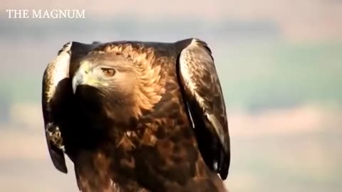 Eagle Hunts: Witness the Hunting Master in Action | ZOOTUBE