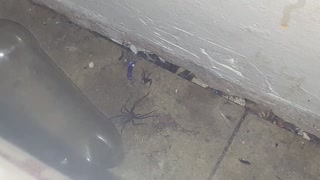 Big Black Spider vs Small Black Spider