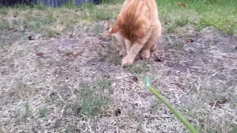 Cat Goes After Grass Cutting