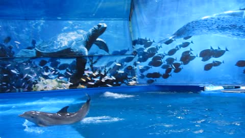 Two dolphins playing in Barcelona Aquarium