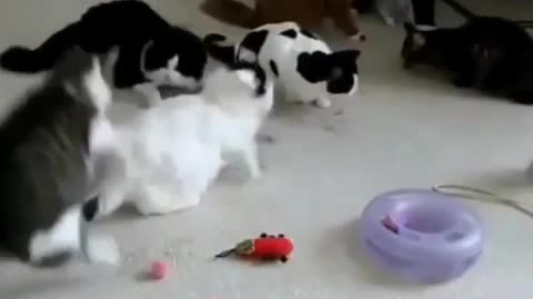 Funny and Cute Cat Videos #280