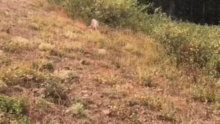 Hunter Encounters Cougar on Hunting Camp Trail