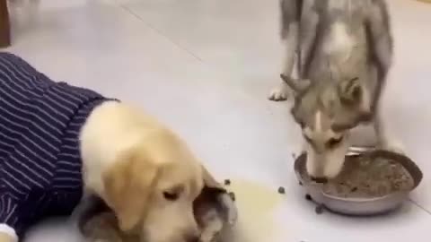Funny video animals | dog and cat