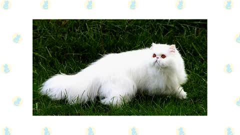 Ragdoll Cat VS. Persian Cat