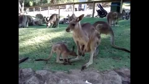 Babies Kangaroos - Joeys -