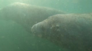 Manatee #2 Crystal River Florida Dec. 27 2020