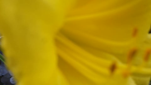 yellow trumpet flower