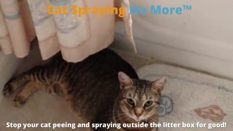 How to stop my cat from spraying everywhere 😹 Cat behavior