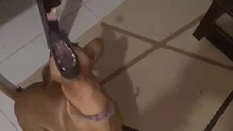 Slow motion dog eating so amazing and cute