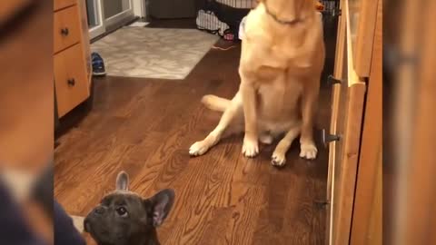 Hilarious yellow lab is so eager to get treats during his sister’s ‘sit’ lessons l GMA Digital