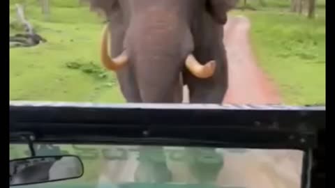 elephant attack 😮😮