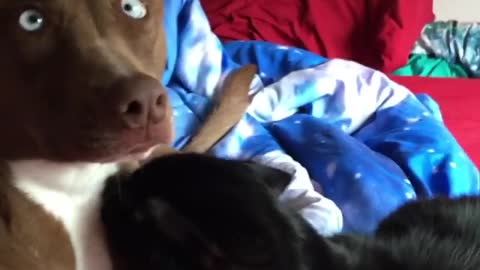 Shy Pooch Feels Uncomfortable Being Caught Cuddling With The Cat