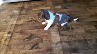 Female Miniature Dachshund Puppy