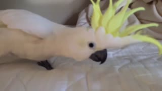 Parrot jumps like a ninja