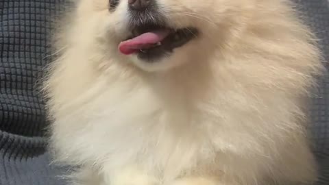 The dog has a long tongue