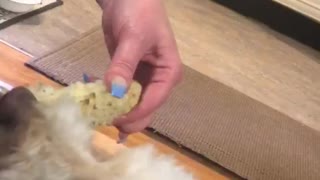 Cute little dog loves corn on the cob