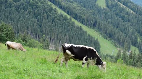 Black and white cow eating grass 2021