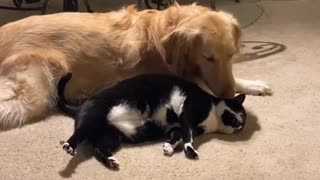 Cat Wants Love from Doggo