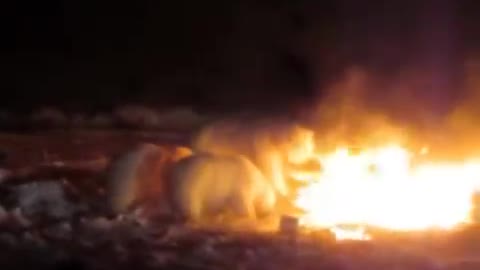 Crazy Polar Bears play with raging fire in Resolute Bay, Nunavut