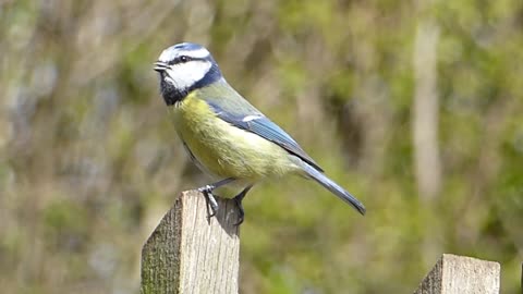 A bird searches for his wife