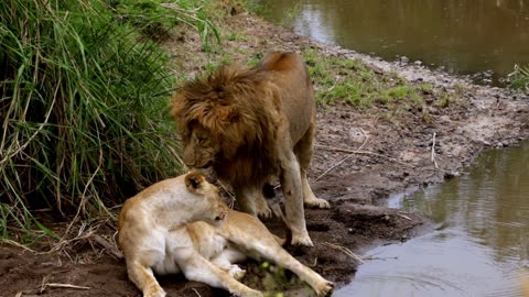 Mighty lion and his girlfriend greet like a love scene from a Disney movie