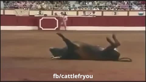FUNNY COW VIDEO, cow attack on peoples funny video