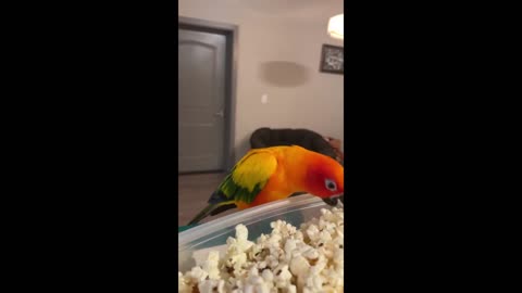 Parrot loves popcorn so much that he dances in excitement !