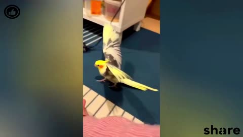 FUNNY AND CUTE PARROTS - TRY NOT TO LAUGH!! ❤️🦜
