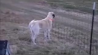 Kangal Dog Barking