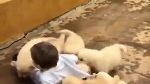 Young boy eaten alive by Dogs