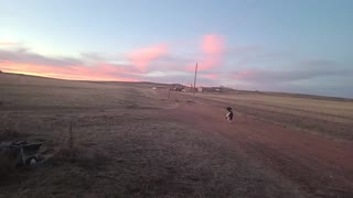 Standard poodle, Curly, retrieving in Wyoming