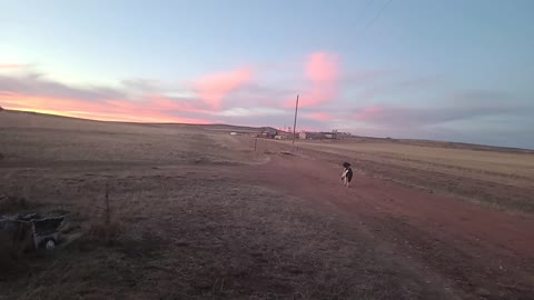 Standard poodle, Curly, retrieving in Wyoming