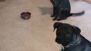 Dogs Impulse Control