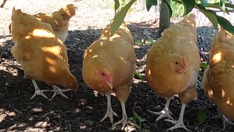 Chickens find shade under a plum tree and eat the fallen plums