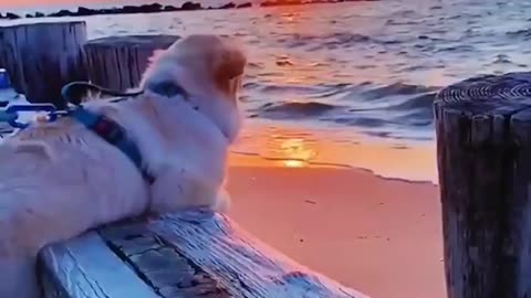 Cute pup appreciating the waves