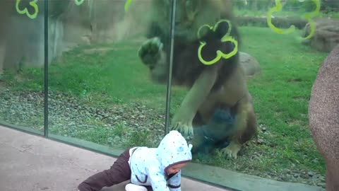 Lion trying to attack baby at zoo🤔🤔🤔🙋‍♂️
