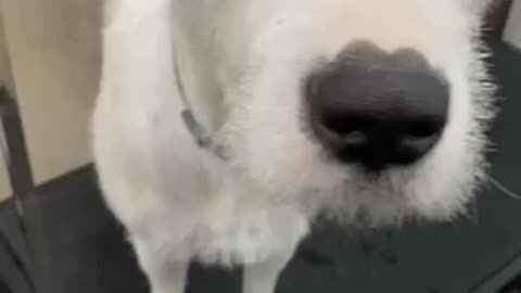 Cookie puppy gives a handshake with both paws