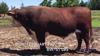 Registered Hereford Bull “Marshal 27F”