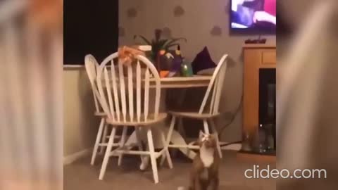 funny cat's and cute best actions with cat's