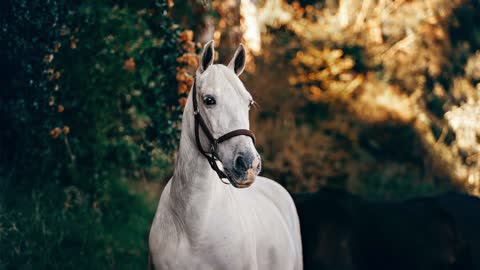 Horse Beautiful Horse Stock Footage Royalty