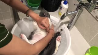 Best way to give a cat a bath without getting scratched