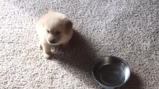 Cute Puppy Knows Exactly What to so for Dinner Time