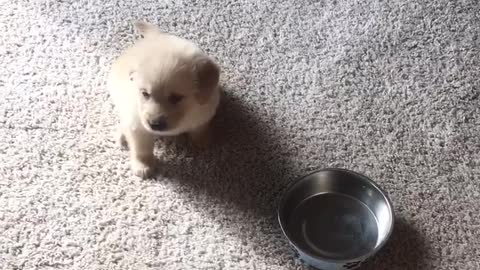 Cute Puppy Knows Exactly What to so for Dinner Time